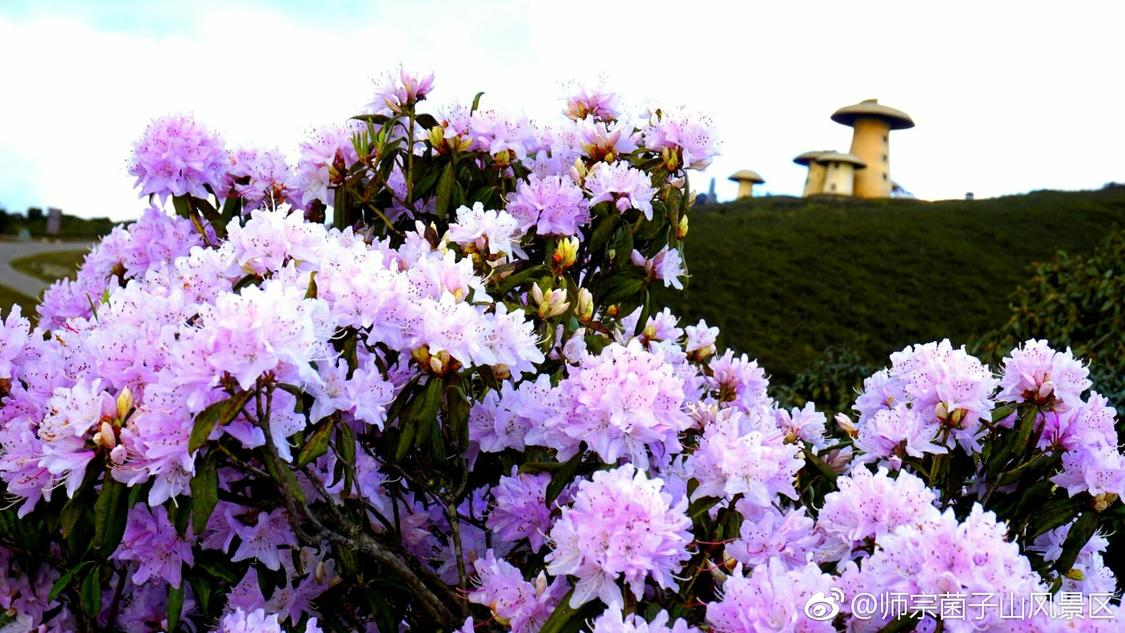 唐艺昕辟谣和张若昀因为追尾认识